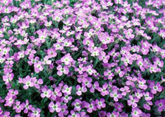 plant thumbnail